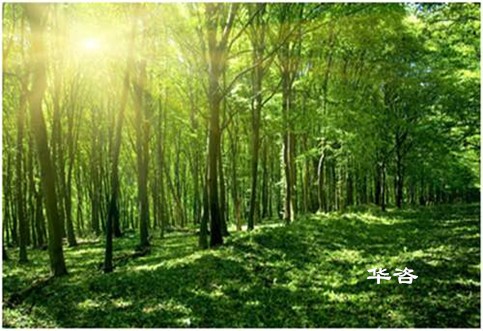 【最新】湖南省加强和规范建设项目使用林地审核审批管理工作的通知
