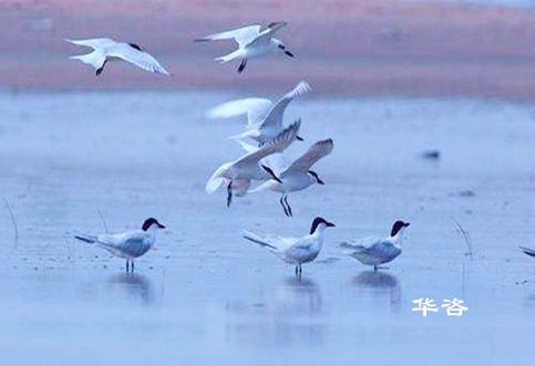 某区域山水林田湖草生态保护修复工程区生物多样性调查方案案例阐述